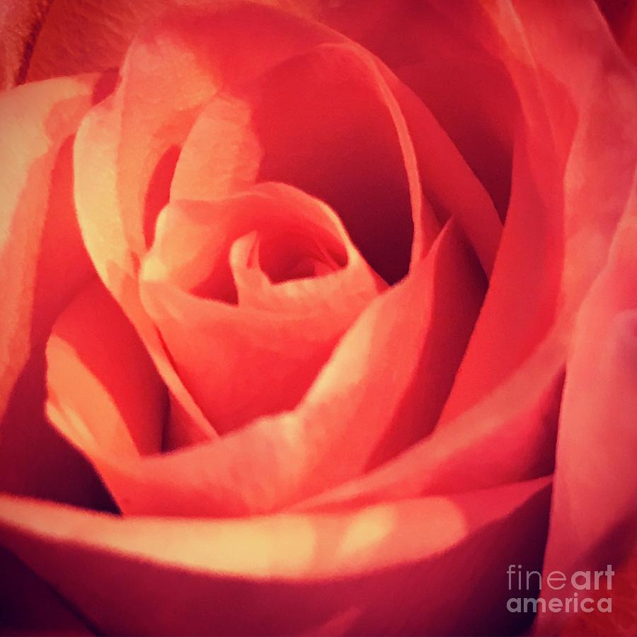 Rose #7 Photograph by Deena Withycombe