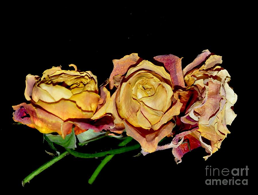 Roses #7 Photograph by Sylvie Leandre