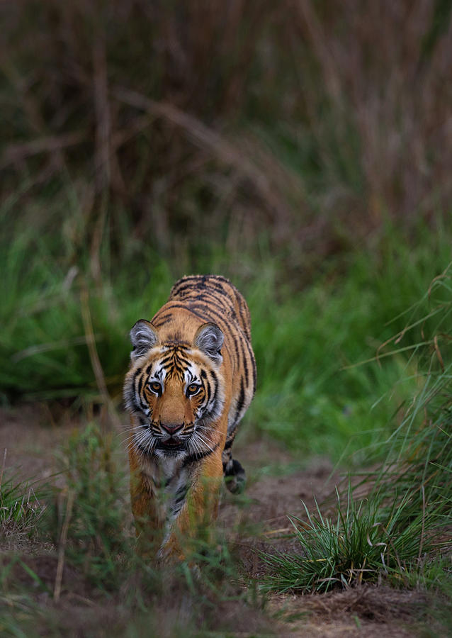 Royal bengal tiger cub Photograph by Sunil MAVIDI - Fine Art America