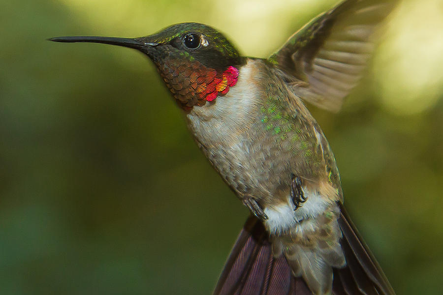 Ruby-Throated Hummingbird #7 Photograph by Robert L Jackson
