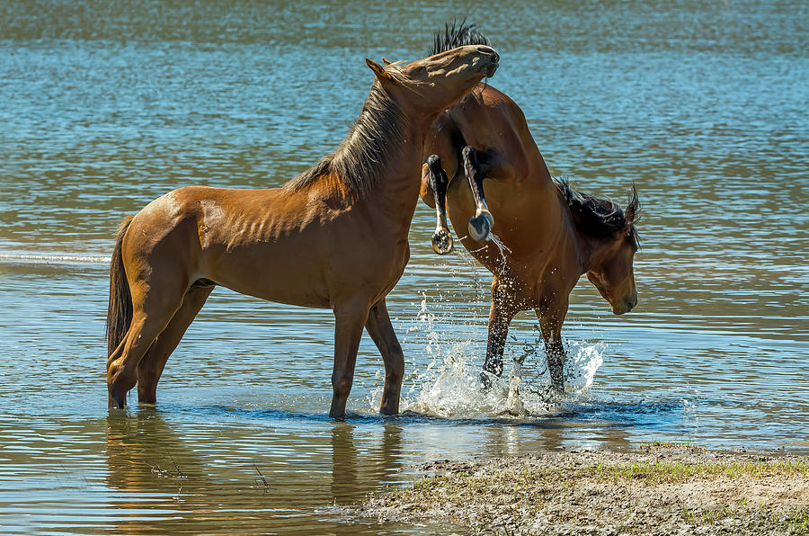 Salt River Wild Horses #9 Photograph by Tam Ryan