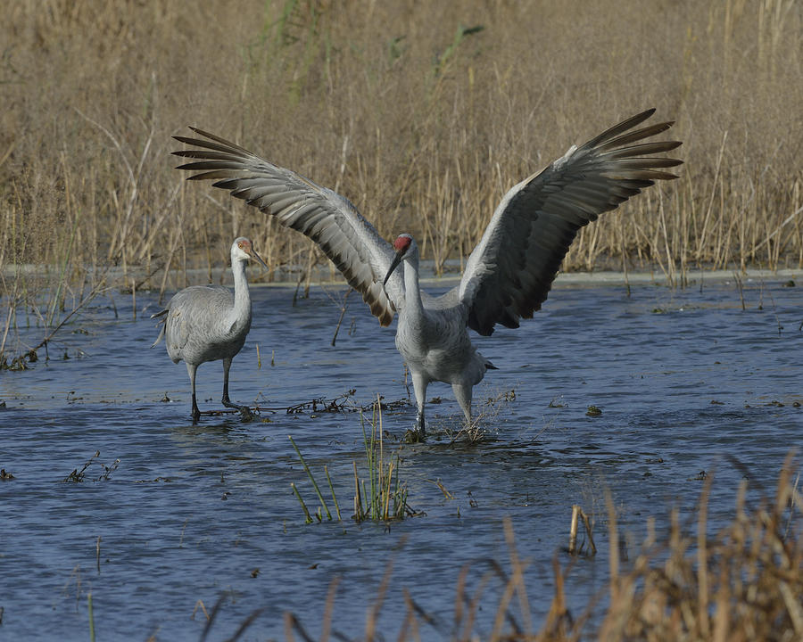 Sandhill Cranes on a wetland Photograph by Mark Wallner - Pixels