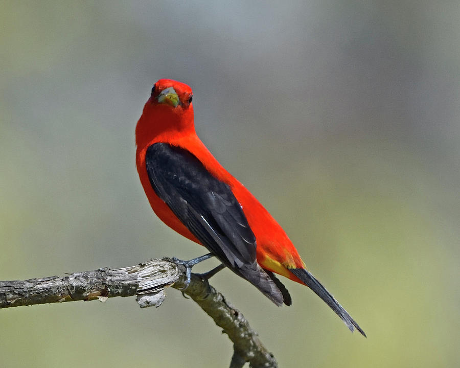 Scarlet Tanager On Branch Photograph
