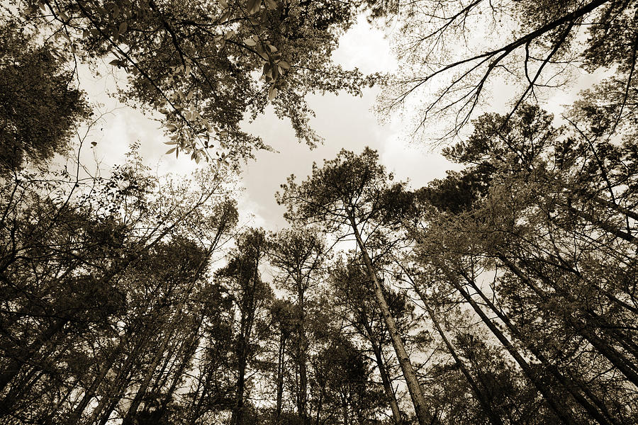 Scenic Forest Trees from East Texas Photograph Picture Fine Art  #7 Photograph by M K Miller