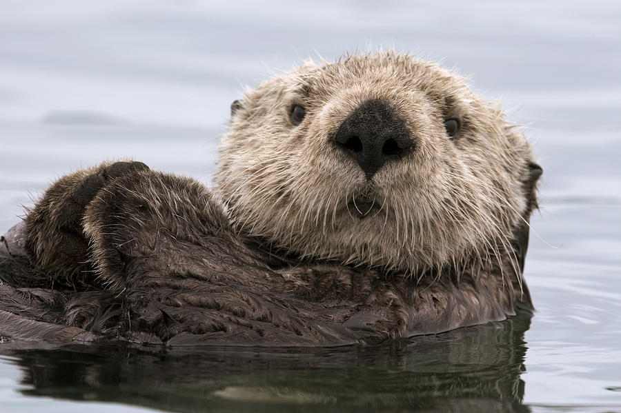 Animal Photograph - Sea Otter Elkhorn Slough Monterey Bay #7 by Sebastian Kennerknecht