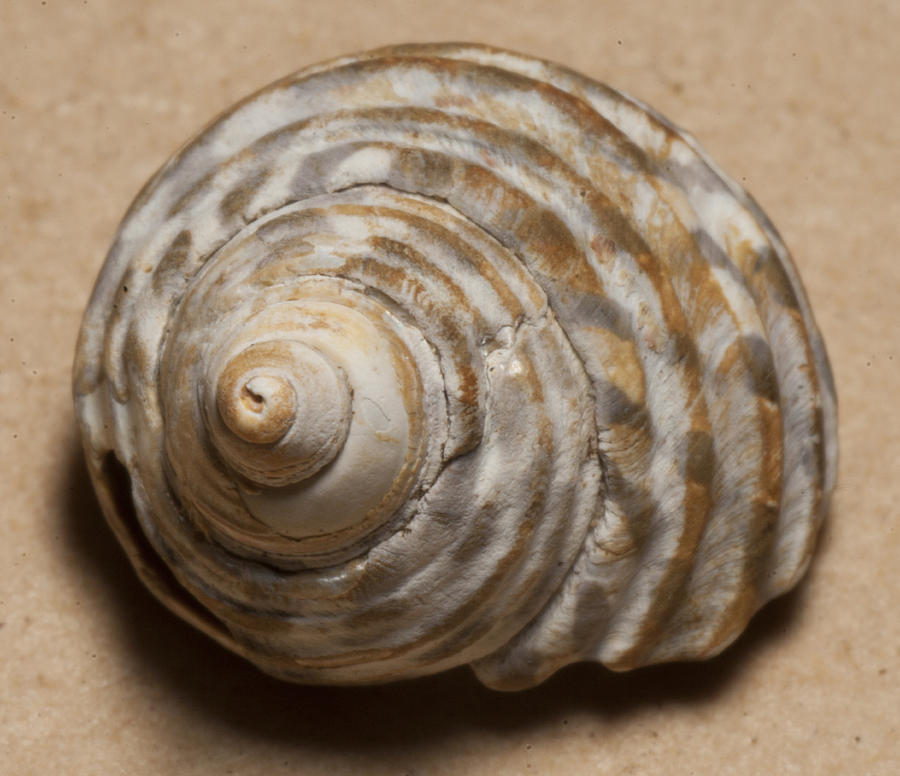Sea shell #7 Photograph by Masami Iida