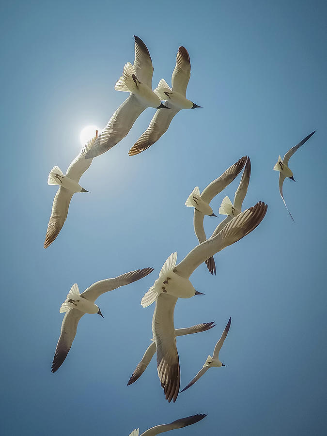Seagulls Flying In The Sunny Sky #7 Photograph by Alex Grichenko