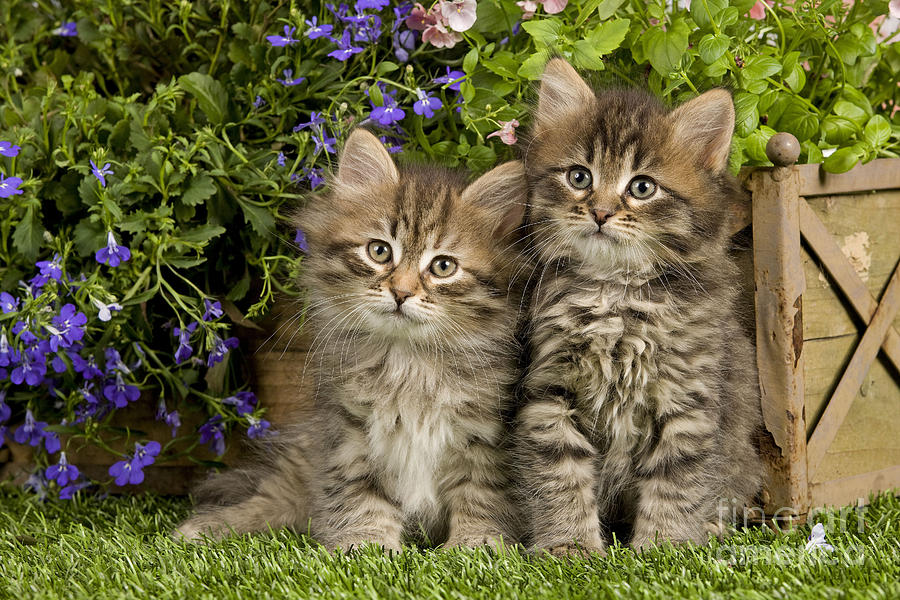 Siberian Kittens #7 Photograph by Jean-Michel Labat