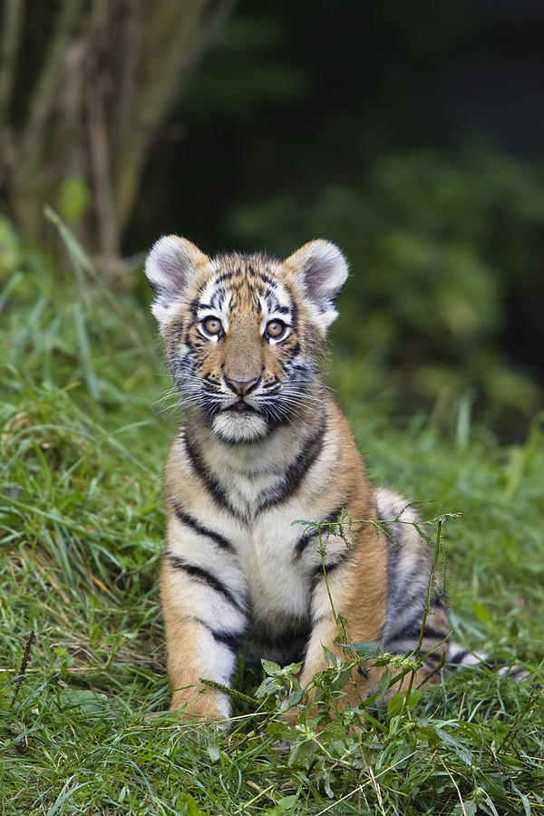 Siberian Tiger Panthera Tigris Altaica #7 Photograph by Konrad Wothe