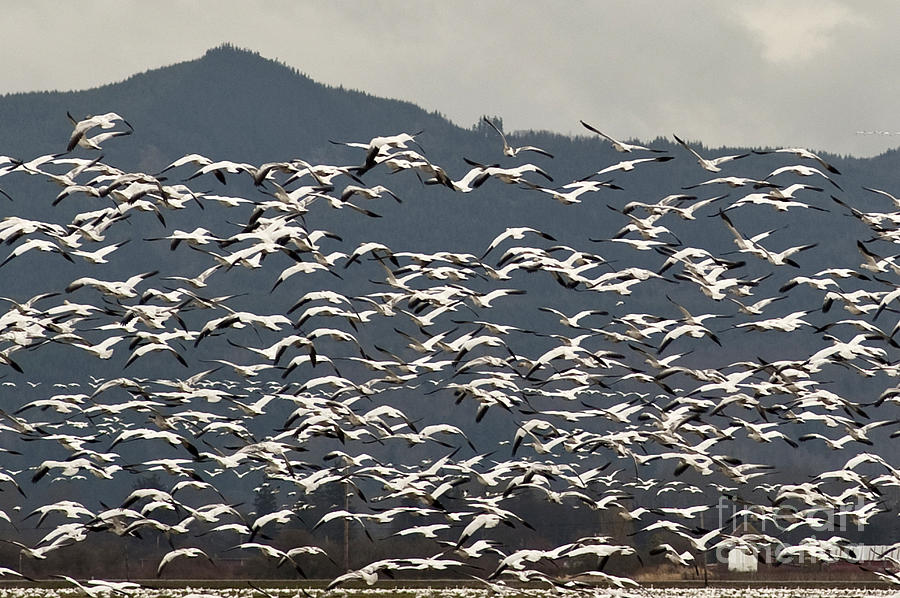 Snow Geese Migration #7 Photograph by Jim Corwin