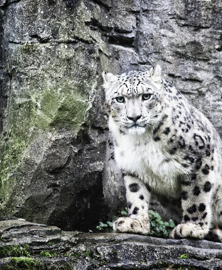 Nature Photograph - Snow Leopard #7 by Martin Newman