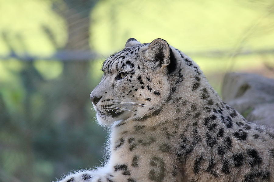 Wildlife Digital Art - Snow Leopard #7 by Super Lovely