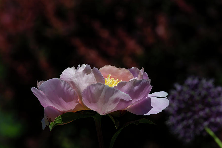 Spring Flower #7 Photograph by Robert Ullmann