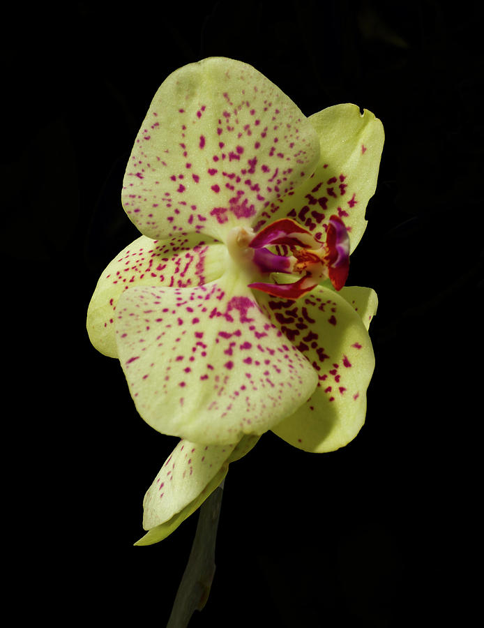 Stunning Orchids #7 Photograph by David French