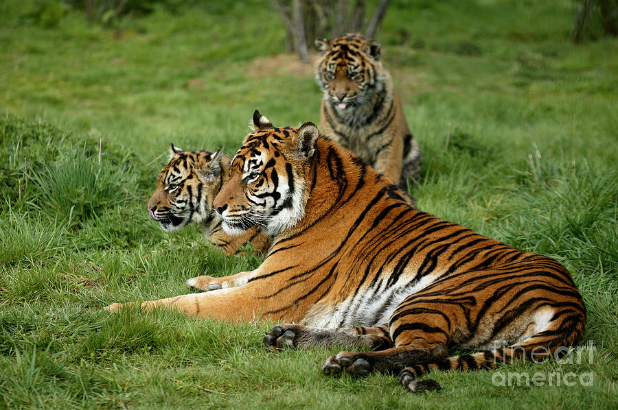 Sumatran Tiger Panthera Tigris Sumatrae #7 Photograph by Gerard Lacz