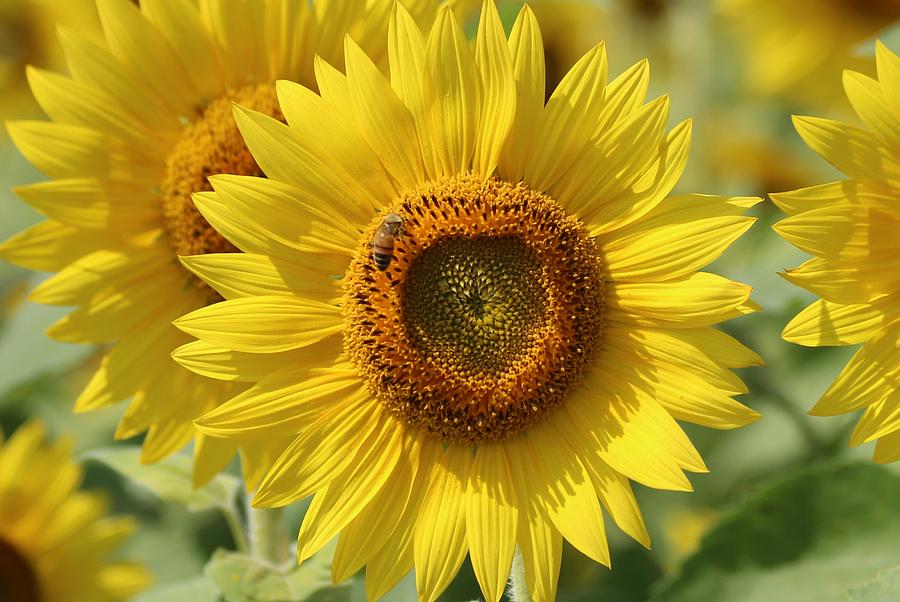 Sunflower #7 Photograph by Donn Ingemie
