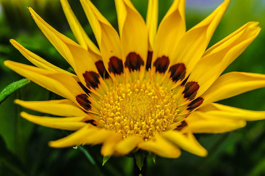 Sunflower #7 Photograph by Gerald Kloss