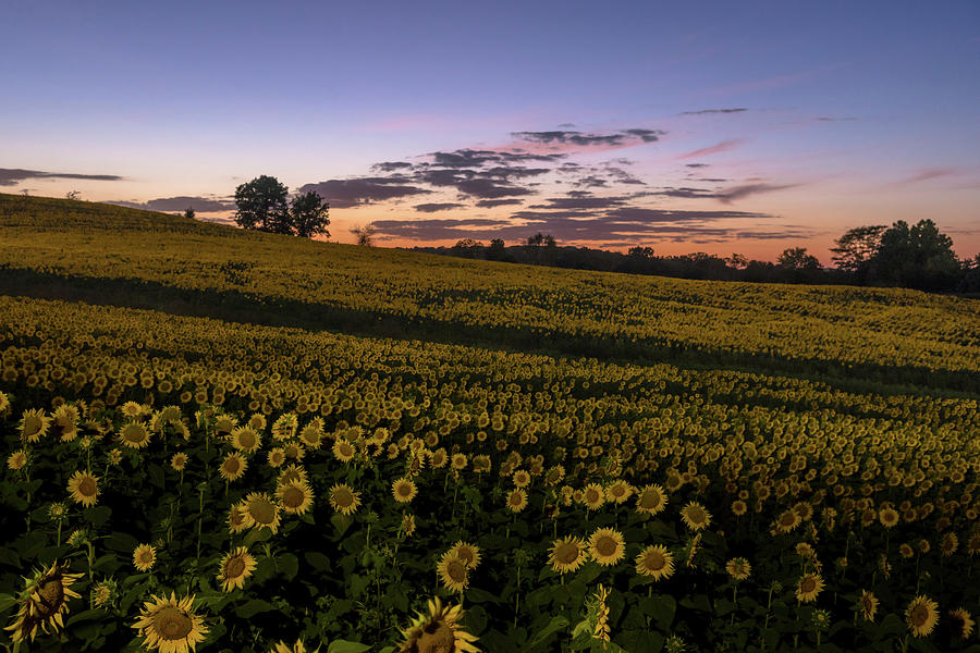 Sunflower Sunset #7 Photograph by Ryan Heffron