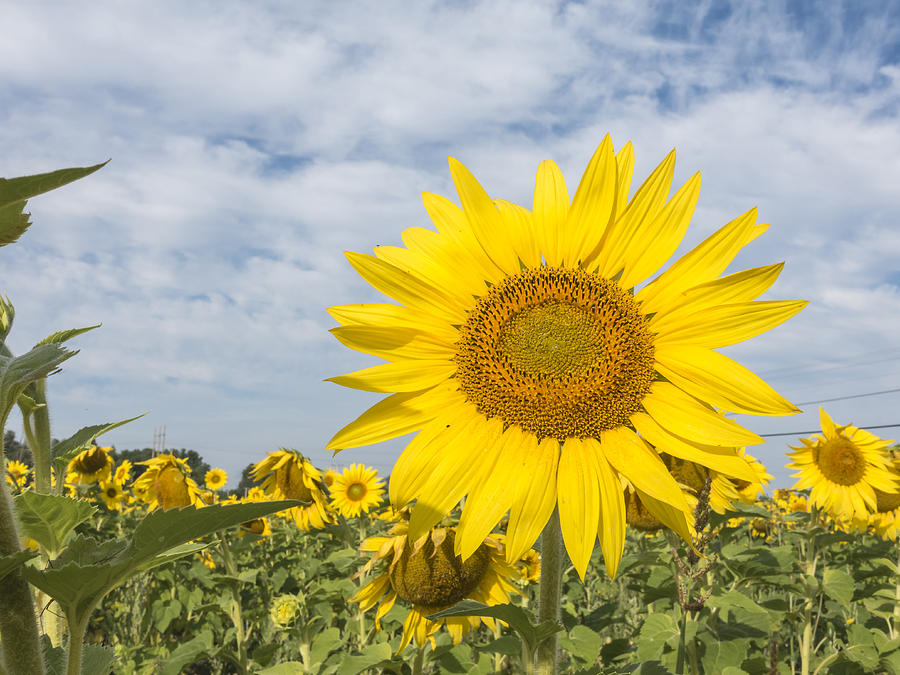 Sunflowers #7 Photograph by Josef Pittner