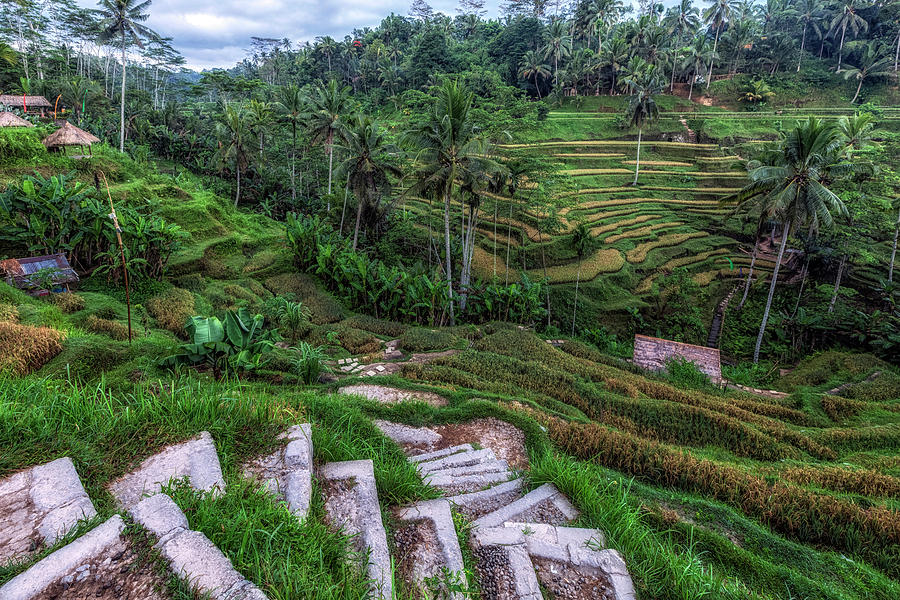 Tegalalang - Bali #7 Photograph by Joana Kruse