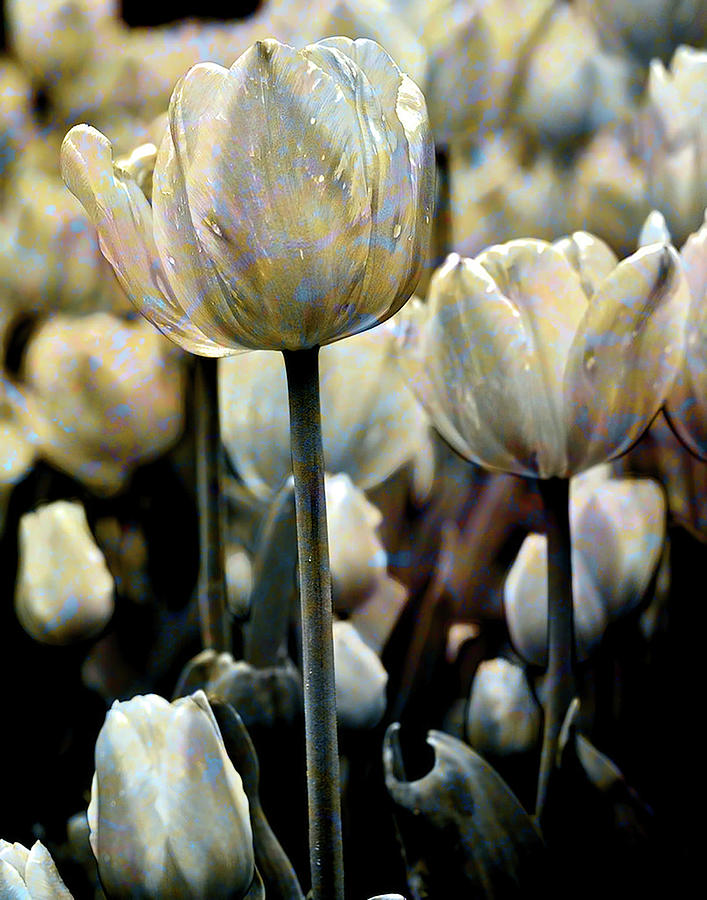 Texture Flowers #7 Photograph by Prince Andre Faubert