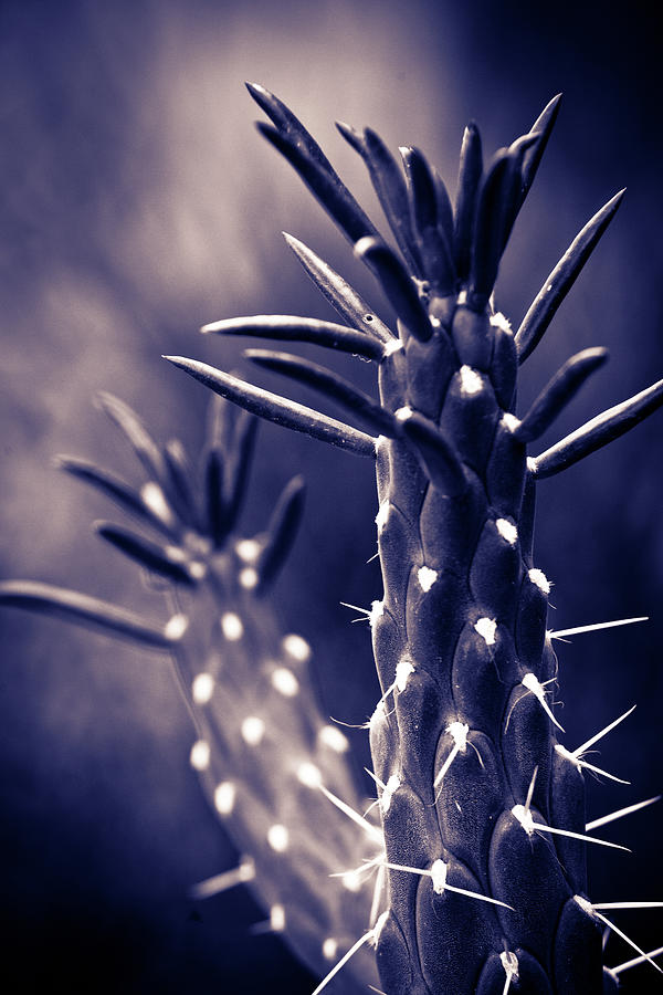 Textures of Arizona #6 Photograph by John Magyar Photography