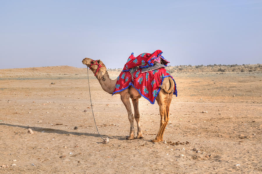 Camel Photograph - Thar Desert - India #7 by Joana Kruse