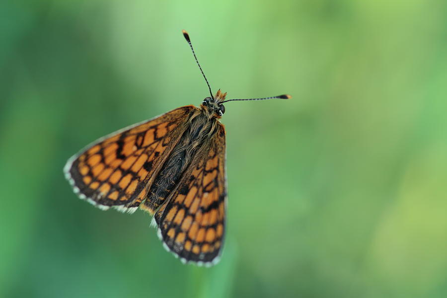 The beauty of butterflies #6 Photograph by Natura Argazkitan