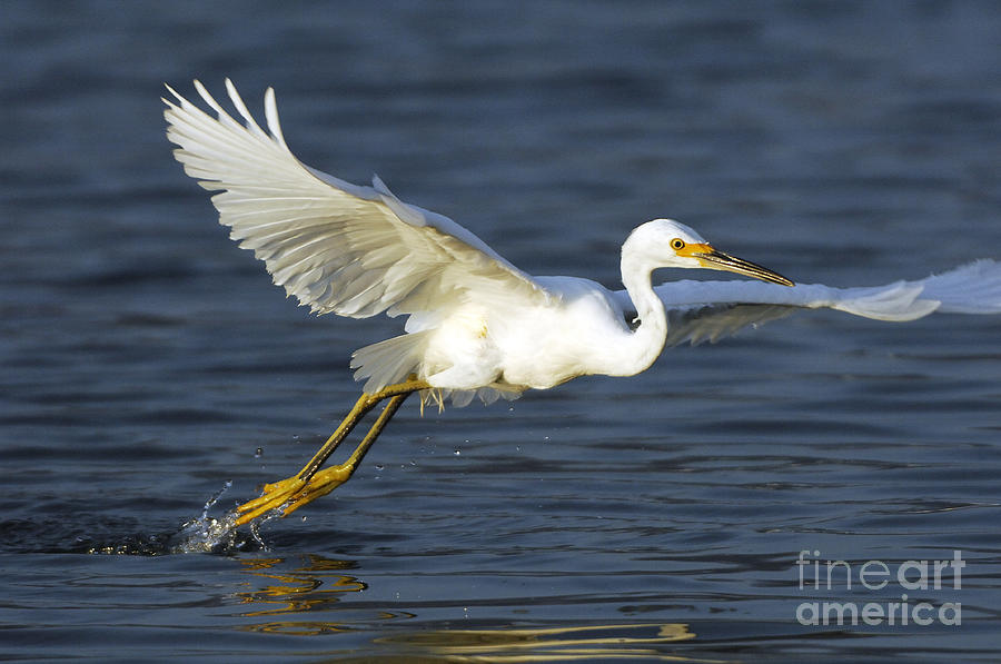 The Egret #7 Photograph by Marc Bittan