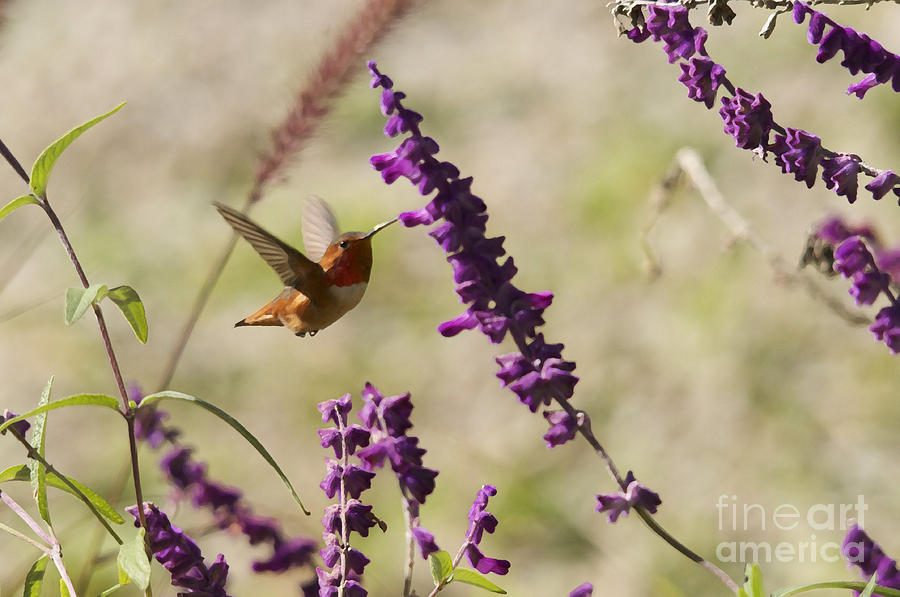The Hummingbird #7 Photograph by Marc Bittan