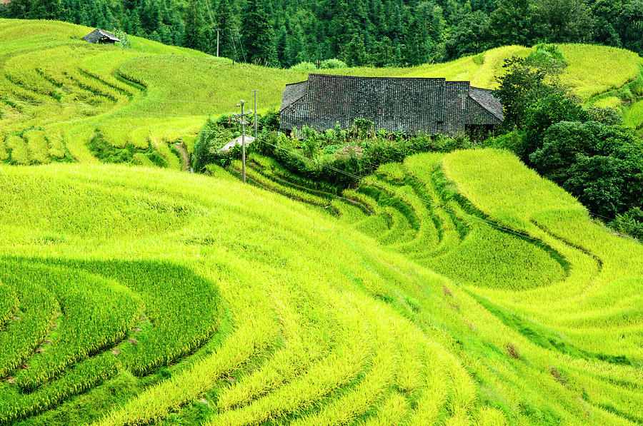 The terraced fields scenery in autumn #7 Photograph by Carl Ning