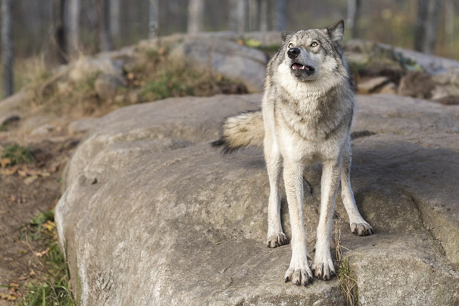 Timber wolf #7 Photograph by Josef Pittner