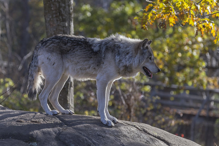 Timber Wolves #7 Photograph by Josef Pittner