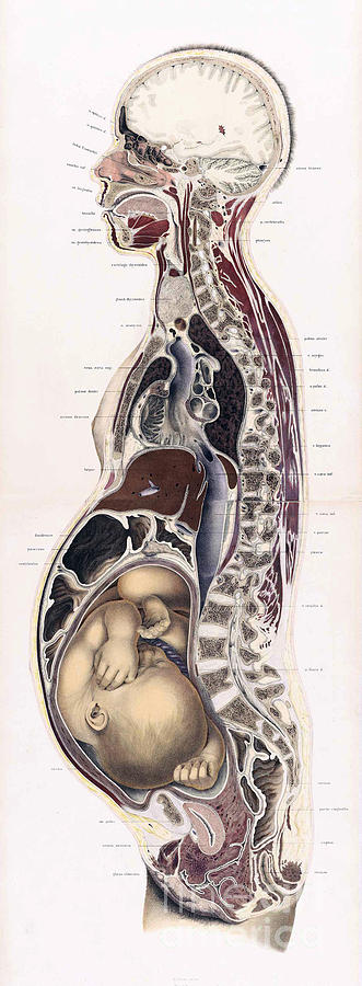 Topographisch-anatomischer, Braune, 1872 #7 Photograph by Science Source