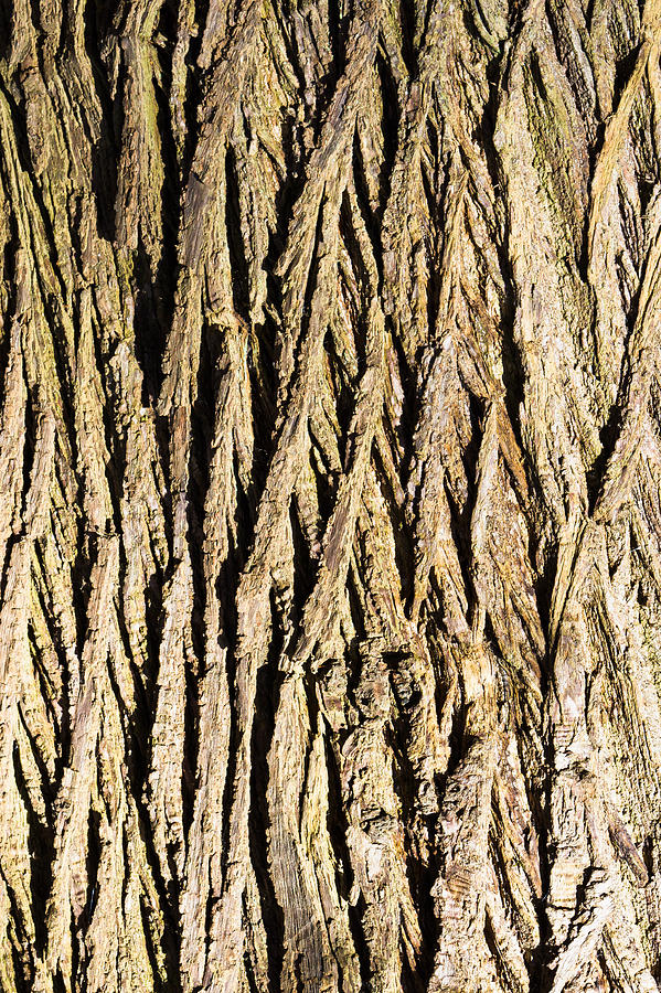 Abstract Photograph - Tree bark #7 by Tom Gowanlock
