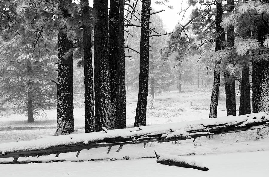 Tree Fresh Snow Bryce Canyon National Park Utah Photograph By Bruce