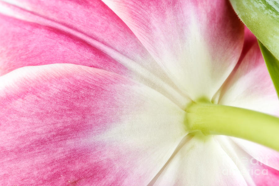 Tulip Photograph - Tulip #8 by Mark Johnson
