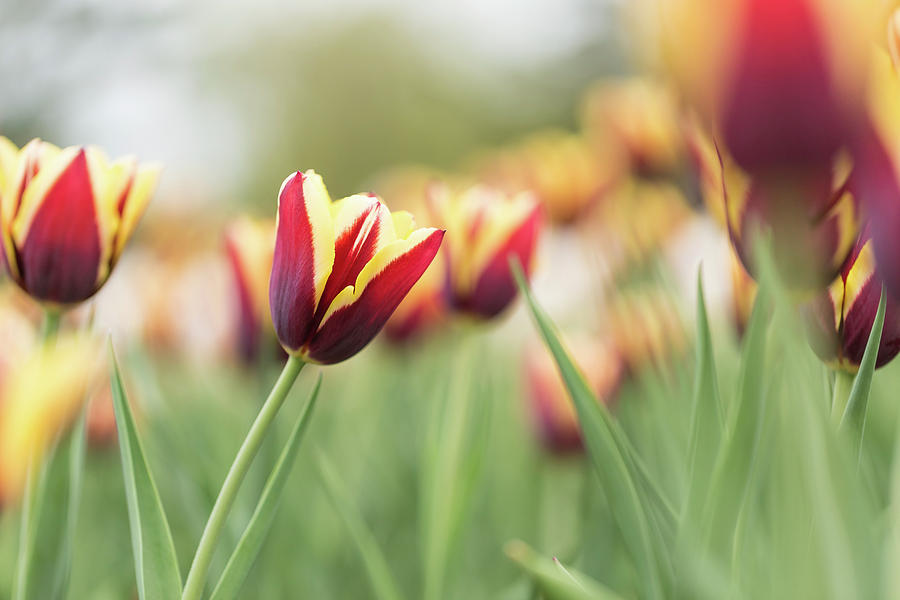 Tulips #7 Photograph by Josef Pittner