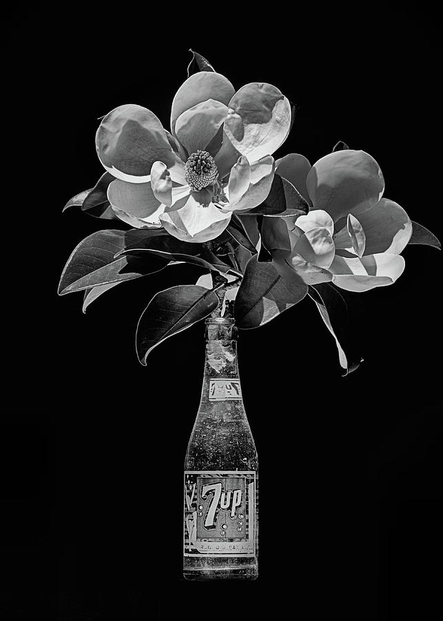 7 Up and Magnolia Still Life Black and White Photograph by JC Findley