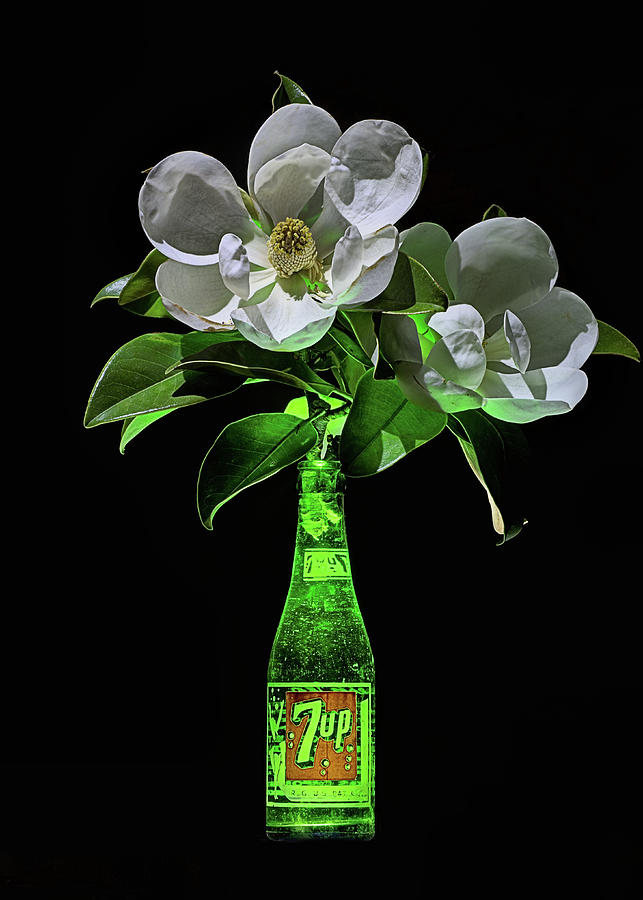 7 Up and Magnolia Still Life Photograph by JC Findley