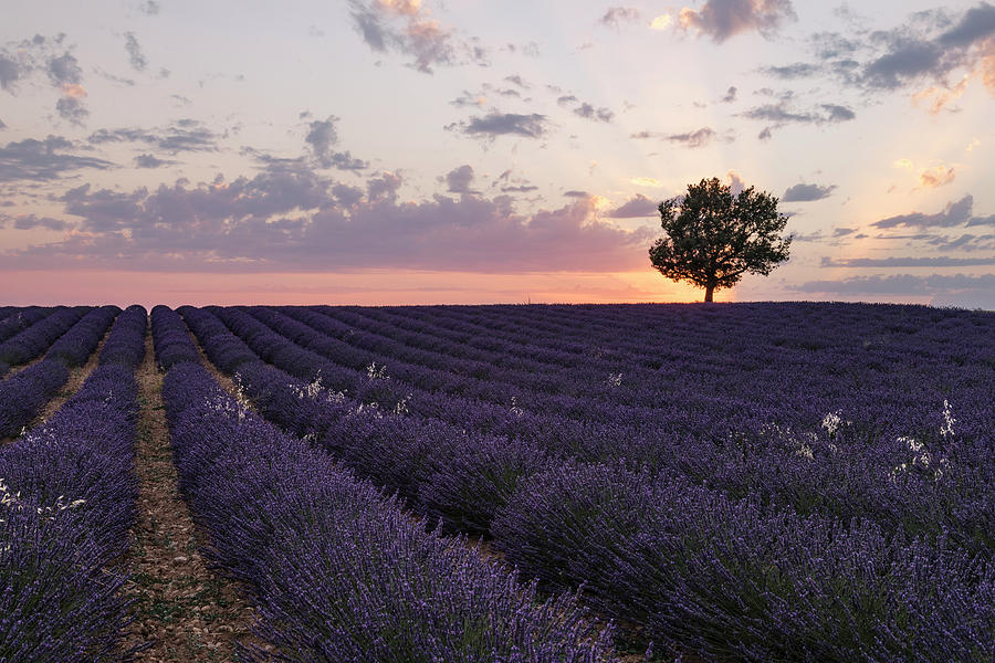Valensole - Provence, France #7 Photograph by Joana Kruse