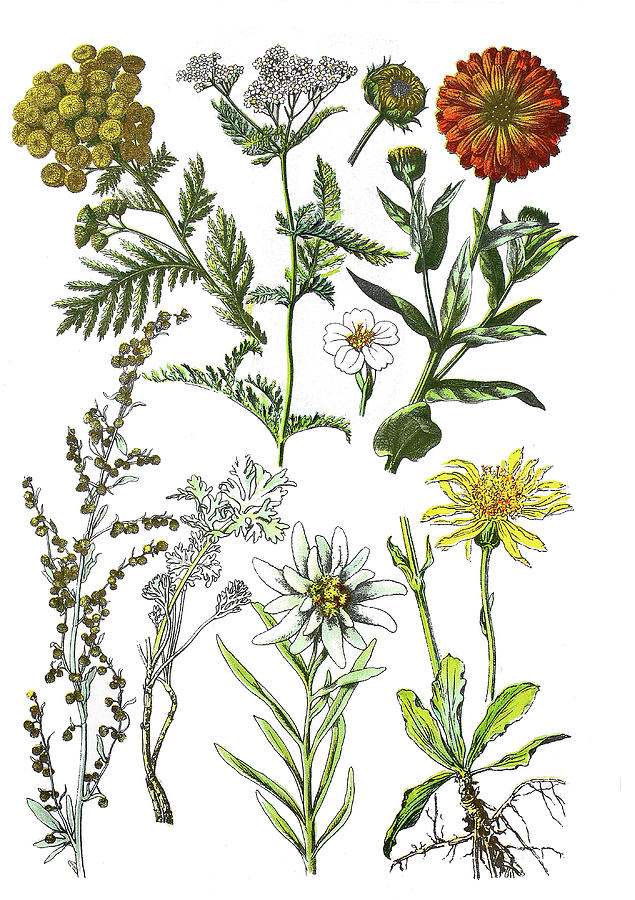 Various Medicinal Plants Drawing by Heinz Tschanz-Hofmann