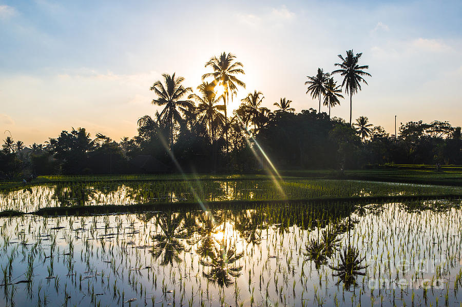 Walking path along rice paddies near Ubud in Bali Photograph by Didier ...