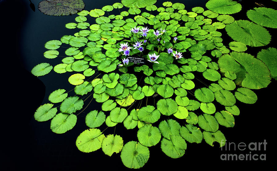 Water Lilies and Lily pads #7 Photograph by Amy Cicconi