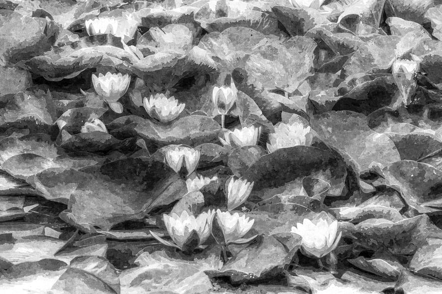 Water Lily Art #7 Photograph by David Pyatt