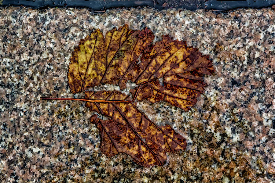 Nature Photograph - Wet Fall Leaf #7 by Robert Ullmann