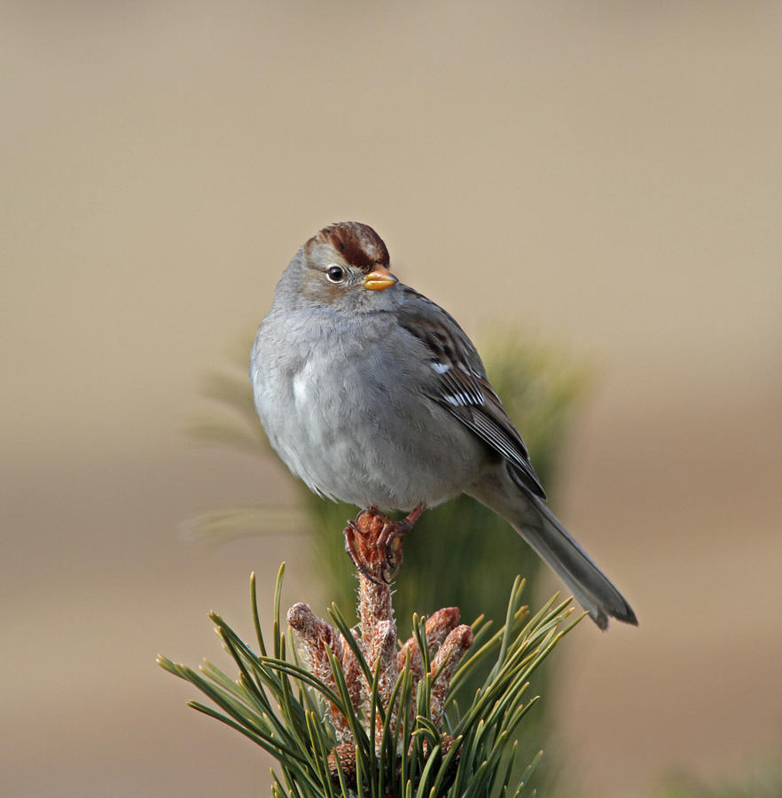 White-crowned Sparrow #7 Photograph by Gary Wing