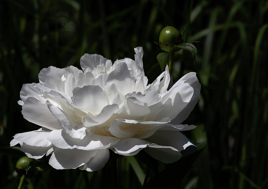 White Flower #7 Photograph by Robert Ullmann
