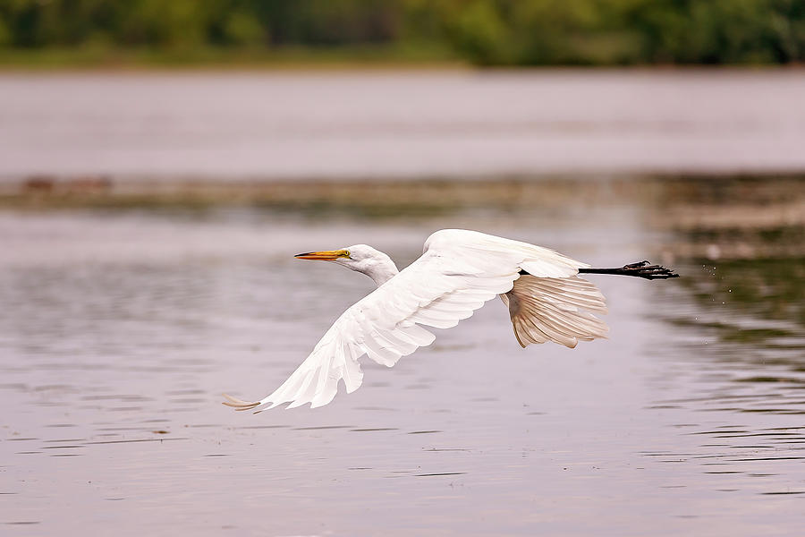 White, Great Egret #7 Photograph by Peter Lakomy