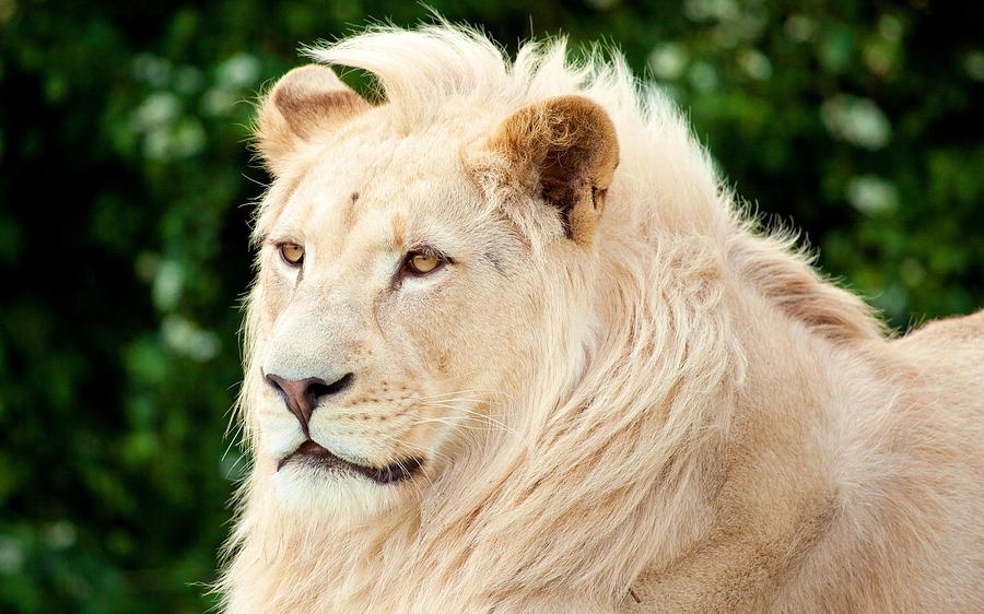 Wildlife Photograph - White Lion #7 by Jackie Russo